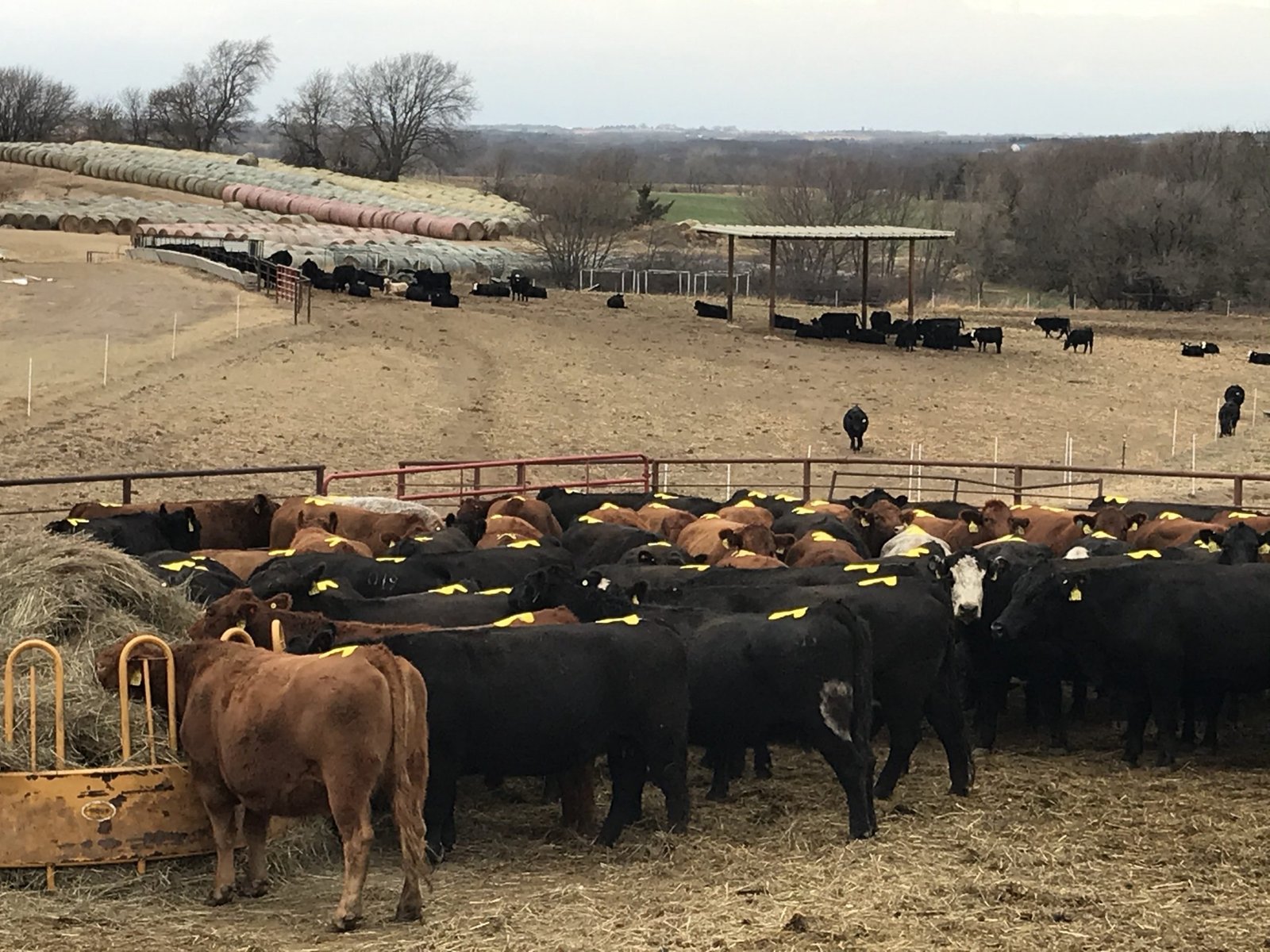 Cattle with Patches